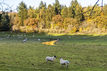 Autumn in the Cotswolds - Sheep grazing beside the River Coln near Cassey Compton, Gloucestershire UK