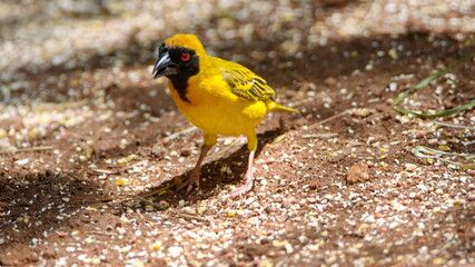 Obraz na płótnie Canvas Southern masked weaver (Ploceus velatus) eating bird seed on the ground in a backyard in Pretoria, South Africa