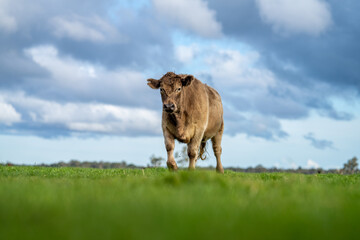 Close up of Angus and Murray Grey Cows eating long pasture in Australia