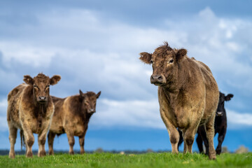 Close up of Angus and Murray Grey Cows eating long pasture in Australia