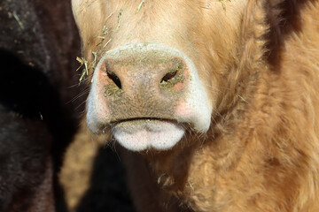 Muzzle of cow