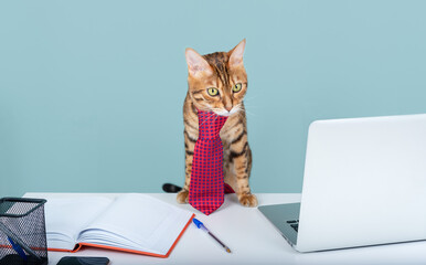 Bengal cat works at home office remotely