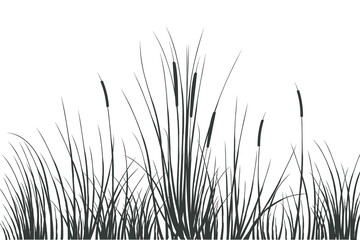 Illustration of black and white reeds.Cane silhouette on white background.
