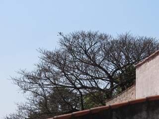 Fototapeta na wymiar bird on tree