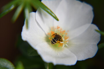 Wildbiene in Blüte des Portulakröschen