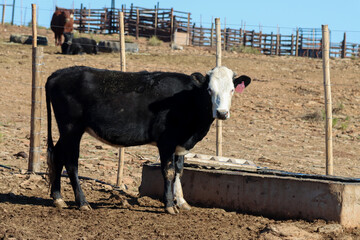Feedlot: South Africa Little Karoo