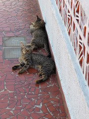 cat