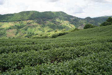 Fototapeta na wymiar Tea plantation in mountain, Doi Mae Salong