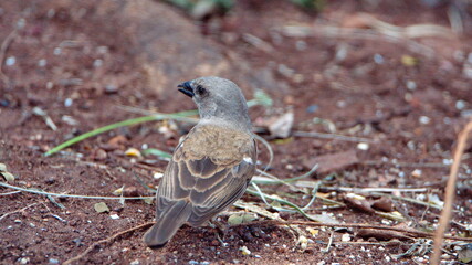 House sparrow (Passer domesticus) eating bird seed in a backyard in Pretoria, South Africa