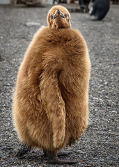 Juvenile King penguin © expatphotos