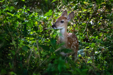 fawn in the forest