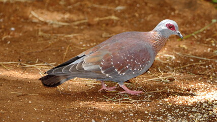 Speckled pigeon (Columba guinea) eating bird seed on the ground in a backyard in Pretoria, South Africa