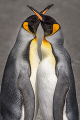 King penguins