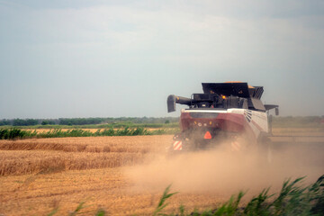Fototapeta premium Agricultural harvester harvesting wheat field