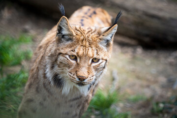 Naklejka na ściany i meble beautiful lynx with pointed hair on its ears in the wilderness looking for prey