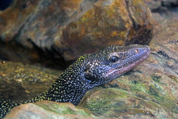 Close-up of a dark lizard on a rock.