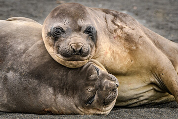 South Georgia elephant seals