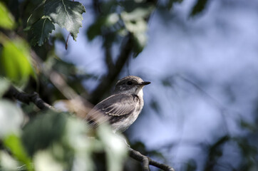 Pied flycatcher  (Ficedula hypoleuca) on a birch branch. Close-up, green background. Songbird of the flycatcher family (Muscicapidae).