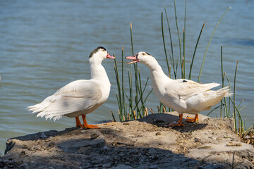 Two white Mulard ducks stand by the lake.	