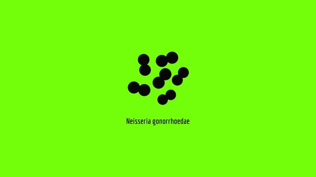 Neisseria gonorrhoedae icon animation