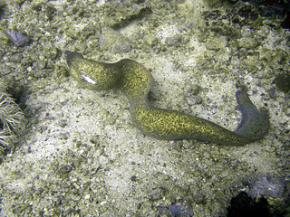 Slender Moray (Gymnothorax Thyrsoideus) in the filipino sea 27.2.2017