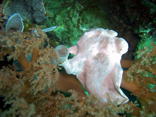 Frog Fish (Antennarius) in the filipino sea 3.3.2017