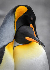Naklejka premium King penguin portrait