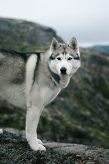 Husky dog on a rock, a journey through the north, a direct look of the pet into the camera