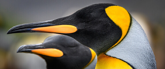 King penguin portrait