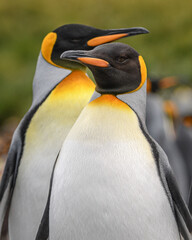 Naklejka premium King penguin portrait