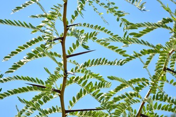 Detalle de ramas de una acacia, Gleditsia triacanthos, con el cielo de fondo