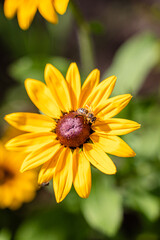 Small hard working bee gathering pollen from yellow rudbeckia flower during sunny summer day.