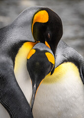 King penguin portrait © expatphotos