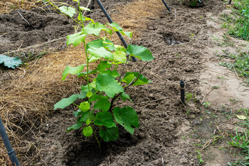 Vineyard plantation in summer. Green growing vine formed by bushes.