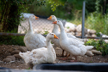 white geese