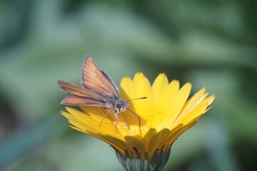 Photo of a flower with a butterfly. Orange calendula flower. The butterfly is dark red with a gray border. Butterfly-moth. Green blurred background.
