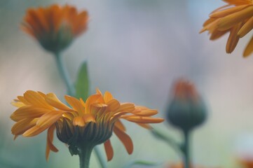 Photo of a flower on a flower field. An open flower is a side view. In the blurred bokeh, the same flowers with different degrees of maturity are visible.