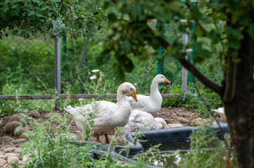 white goose in the grass