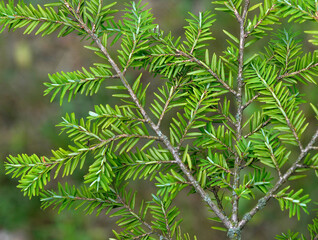 Needles of a coniferous tree called spruce growing in the city park in the town of Biuskupiec in warmia in Poland.