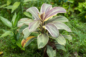 A tree of green and brown color and its background is blurred