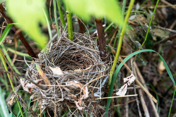 nest with quail eggs.Raw quail eggs