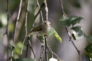 Chiffchaff is a genus of small insectivorous birds of the family of chiffchaff (Phylloscopidae). Green blurred background