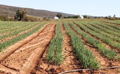 Fototapeta na wymiar Onion field on a farm in the Little Karoo near Oudtshoorn