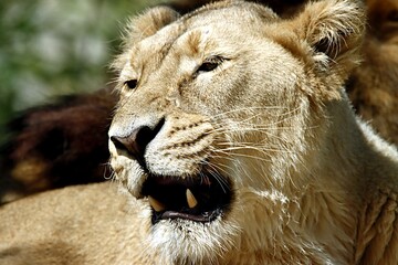 lion