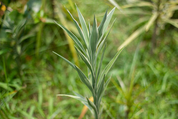 a green color tree and leaves and it's behind background blur