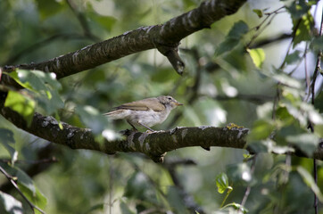Chiffchaff is a genus of small insectivorous birds of the family of chiffchaff (Phylloscopidae). Green blurred background