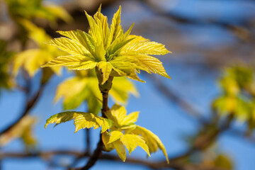 sycamore leaves in bud (acer pseudoplatanus)