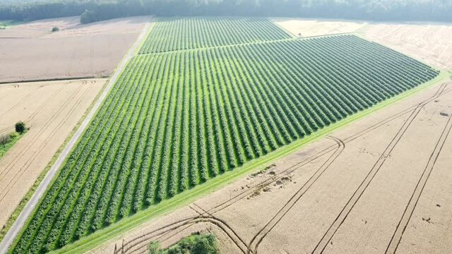 Drohnenaufnahme, gro&szlig;es Johannisbeer-Feld