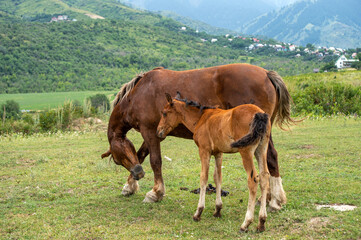 Obraz premium horse and foal
