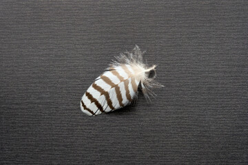Striped bird feather on a black craft paper background